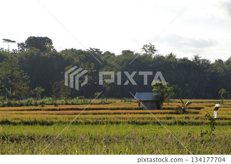 Rice fields hut tropical agricultural landscape under bright sky. 134177704