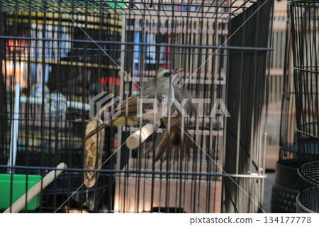 Small exotic caged bird sits on perch looking up Small exotic caged bird sits on perch looking up 134177778