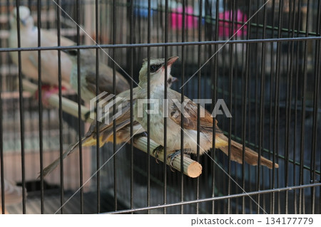 Close Up View of a Yellow-Vented Bulbul Bird Trapped in a Small Cage Close Up View of a Yellow-Vented Bulbul Bird Trapped in a Small Cage 134177779