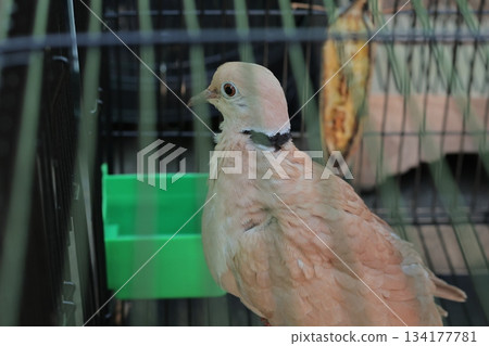 Close Up View of a Domestic Collared Dove Inside a Bird Cage Close Up View of a Domestic Collared Dove Inside a Bird Cage 134177781
