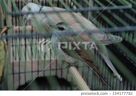 Close-up view of a small captive bird perched 134177782