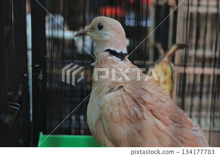 Detailed close-up portrait of a lovely Javanese turtledove. Detailed close-up portrait of a lovely Javanese turtledove. 134177783
