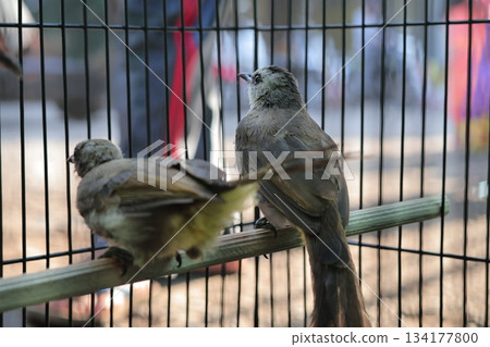 Two small captive birds sitting sadly inside a wire cage 134177800