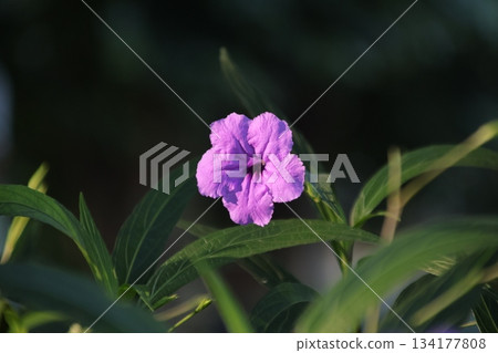 Close Up View of Purple Mexican Petunia Flower in Garden Close Up View of Purple Mexican Petunia Flower in Garden 134177808