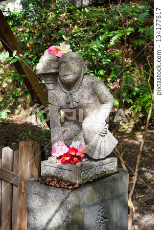 Otoyo Shrine, Kyoto: Komazaru and beautiful camellias (Sakyo Ward, Kyoto City, Kyoto Prefecture) Otoyo Shrine, Kyoto: Komazaru and beautiful camellias (Sakyo Ward, Kyoto City, Kyoto Prefecture) 134177817