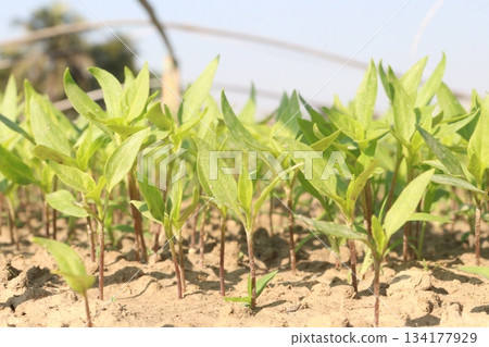 Chili seedling on farm for harvest are cash crops Chili seedling on farm for harvest are cash crops 134177929