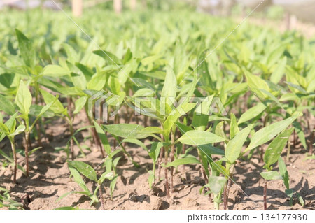Chili seedling on farm for harvest are cash crops Chili seedling on farm for harvest are cash crops 134177930