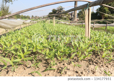 Chili seedling on farm for harvest are cash crops Chili seedling on farm for harvest are cash crops 134177931