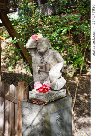 Otoyo Shrine, Kyoto: Komazaru and beautiful camellias (Sakyo Ward, Kyoto City, Kyoto Prefecture) 134177956