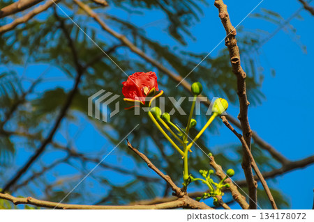 Vibrant red Royal Poinciana flower blossoming against deep blue sky 134178072