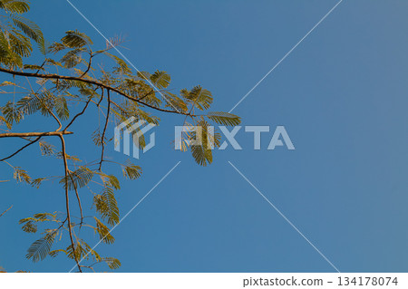 Lush green fern-like tree leaves against a clear vivid blue summer sky background with copy space Lush green fern-like tree leaves against a clear vivid blue summer sky background with copy space 134178074