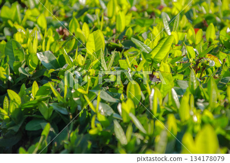 Close-up view of fresh bright green tea leaves texture under dazzling morning sunlight Close-up view of fresh bright green tea leaves texture under dazzling morning sunlight 134178079