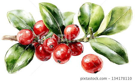 watercolor red rose of wild rose 134178110