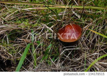 Shiny brown cap mushroom emerging through moss and dry meadow grass Shiny brown cap mushroom emerging through moss and dry meadow grass 134178515