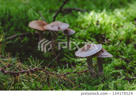 Twin wild mushrooms rise from mossy forest floor with dappled morning light 134178524