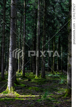 Sunlight Filtering Through Dense Pine Forest Creates Serene Mossy Atmosphere Sunlight Filtering Through Dense Pine Forest Creates Serene Mossy Atmosphere 134178527