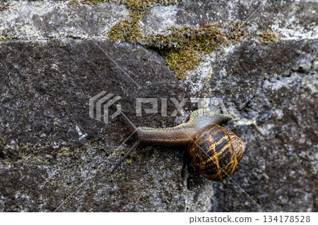 Snail Crawling on Mossy Stone Wall in Natural Outdoor Setting 134178528