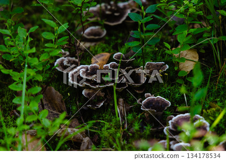 Close-Up Of Forest Floor With Wild Mushrooms And Lush Green Foliage Close-Up Of Forest Floor With Wild Mushrooms And Lush Green Foliage 134178534
