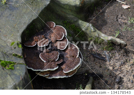 Cluster of Brown Mushrooms on Tree Root in Forest Setting Cluster of Brown Mushrooms on Tree Root in Forest Setting 134178543