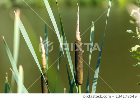 Close-Up Of Cattail Reed By Pond In Summer Sunlight Close-Up Of Cattail Reed By Pond In Summer Sunlight 134178549