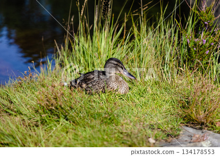 Serene Duck Resting Amidst Vibrant Green Grass Near Tranquil Pond 134178553