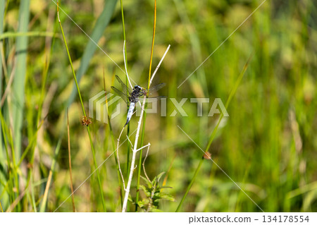 Dragonfly Perched on Slim Grass in Vibrant Summer Meadow 134178554