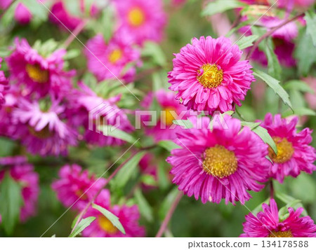 China aster in the garden, Korea. 134178588