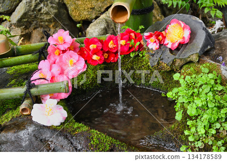 Beautiful camellia water basin at Otoyo Shrine, Kyoto (Sakyo Ward, Kyoto City, Kyoto Prefecture) Beautiful camellia water basin at Otoyo Shrine, Kyoto (Sakyo Ward, Kyoto City, Kyoto Prefecture) 134178589