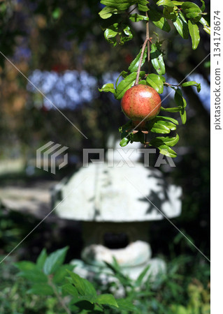 Pomegranate in the garden Pomegranate in the garden 134178674