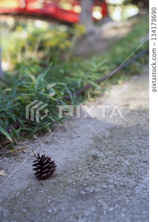 pine cones on the road pine cones on the road 134178690