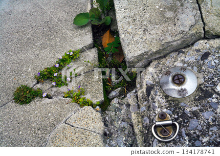 Weeds growing in the gaps between the concrete and boundary markers 134178741