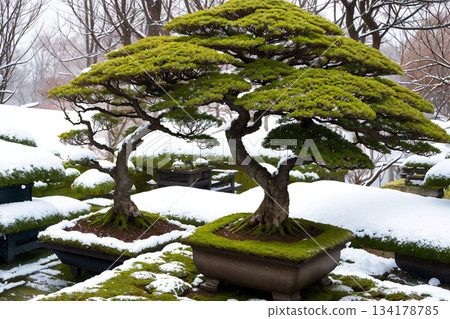 日式庭園的冬日景色：雪中盆景之美 134178785