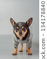 A black, white and red Chihuahua dog in a hoodie on a gray background. 134178840