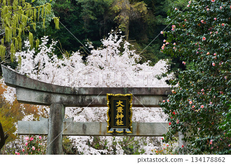 京都大豐神社（京都府京都市左京區）的櫻花很美 134178862