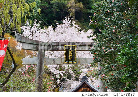 京都大豐神社(京都府京都市左京區)的櫻花和山茶花盛開,美不勝收。 京都大豐神社(京都府京都市左京區)的櫻花和山茶花盛開,美不勝收。 134178883