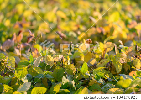 Sunlight dances on dewy soybean plant foliage during dawn hours, Gentle morning light highlights tiny water beads shimmering on soybean plant leaves in freshness 134178925