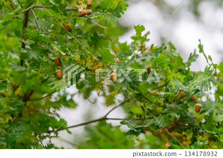 A majestic Lush Green Oak Tree adorned with Acorns, thriving in its Natural Habitat environment A majestic Lush Green Oak Tree adorned with Acorns, thriving in its Natural Habitat environment 134178932