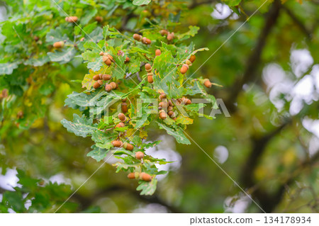An Oak Tree Branch adorned with Acorns and Leaves set in a beautiful Natural Environment An Oak Tree Branch adorned with Acorns and Leaves set in a beautiful Natural Environment 134178934