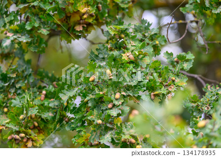 A magnificent Oak Tree adorned with Acorns and flourishing Lush Green Leaves all around 134178935