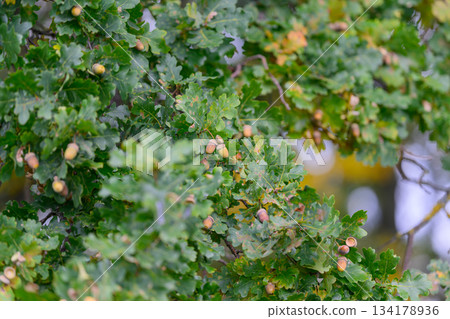 Vibrant and Lush Oak Tree Foliage with Acorns during the Beautiful Autumn Season 134178936