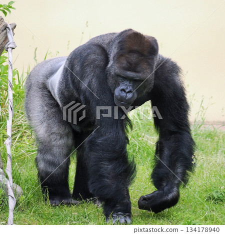 Striding Gorilla Striding Gorilla 134178940