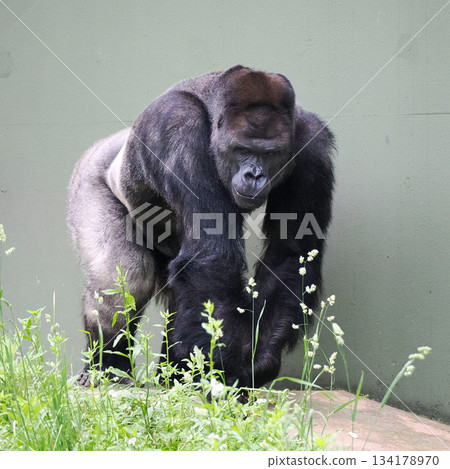 Striding Gorilla Striding Gorilla 134178970