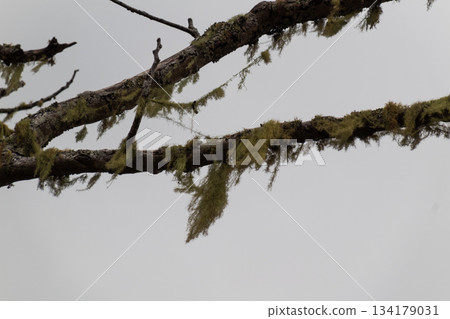 Moss lichen hangs from tree branches against overcast sky. Moss lichen hangs from tree branches against overcast sky. 134179031