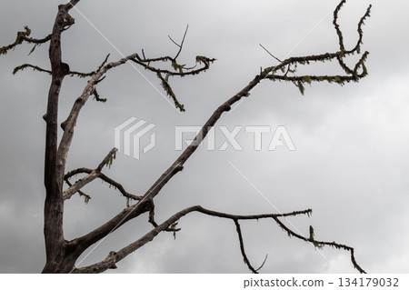 Dead moss covered tree branches against dark stormy gray sky. Dead moss covered tree branches against dark stormy gray sky. 134179032