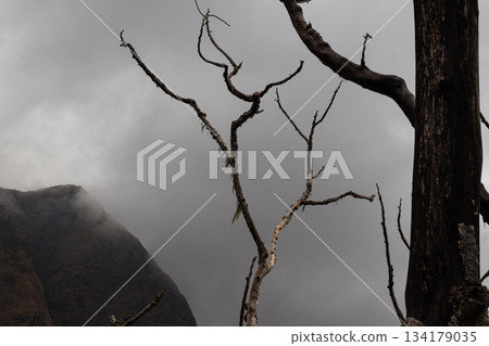 Dead tree branches stand against dark foggy mountain sky. 134179035