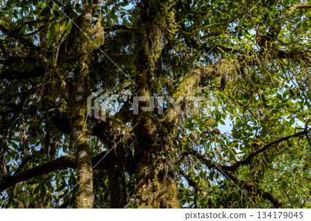 Mossy jungle tree trunk covered heavily by green epiphytes. Mossy jungle tree trunk covered heavily by green epiphytes. 134179045