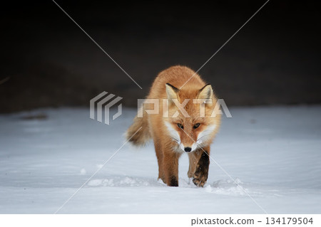 A red fox walking through the snow in winter 134179504