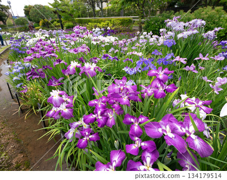 堀切鳶尾花園，盛開的鳶尾花，東京 134179514