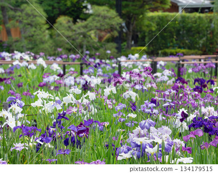 堀切鳶尾花園,盛開的鳶尾花,東京 堀切鳶尾花園,盛開的鳶尾花,東京 134179515