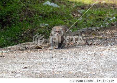 Long-tailed macaque wild monkey walking directly towards the camera on asphalt road in tropical forest area Long-tailed macaque wild monkey walking directly towards the camera on asphalt road in tropical forest area 134179546